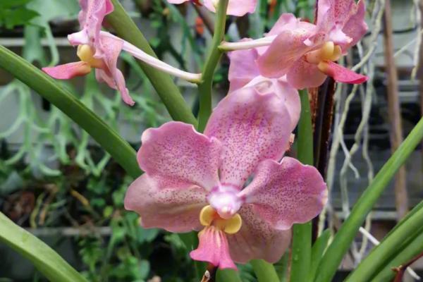 万代兰的形态特征,植株直立向上、唇瓣与花柱相愈合