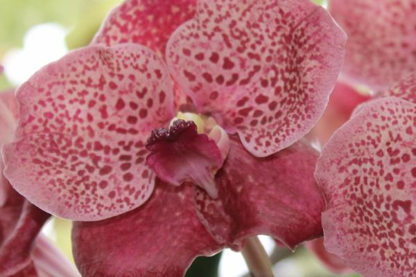 万代兰的形态特征,植株直立向上、唇瓣与花柱相愈合