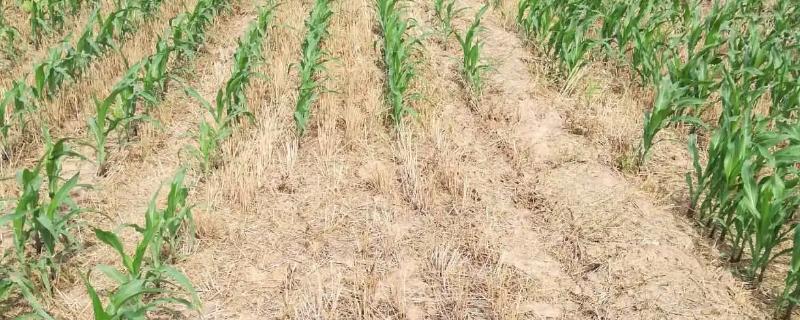 玉米缺苗断垄的原因