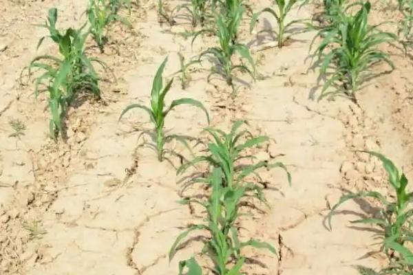玉米缺苗断垄的原因,种子质量差容易出现缺苗断垄及大小苗情况