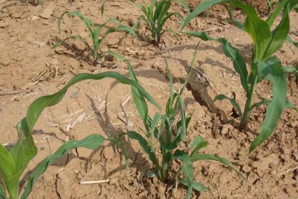 玉米缺苗断垄的原因,种子质量差容易出现缺苗断垄及大小苗情况