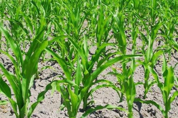 玉米缺苗断垄的原因,种子质量差容易出现缺苗断垄及大小苗情况