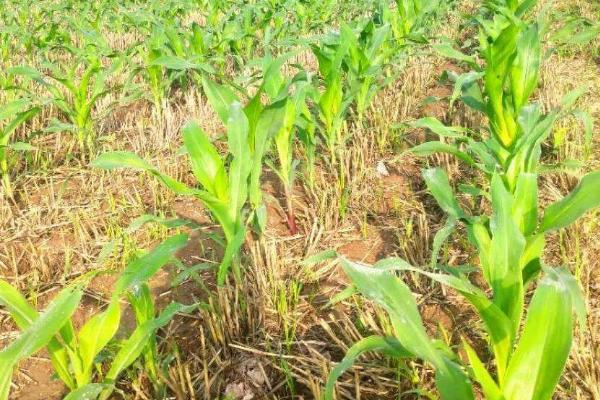 玉米缺苗断垄的原因,种子质量差容易出现缺苗断垄及大小苗情况