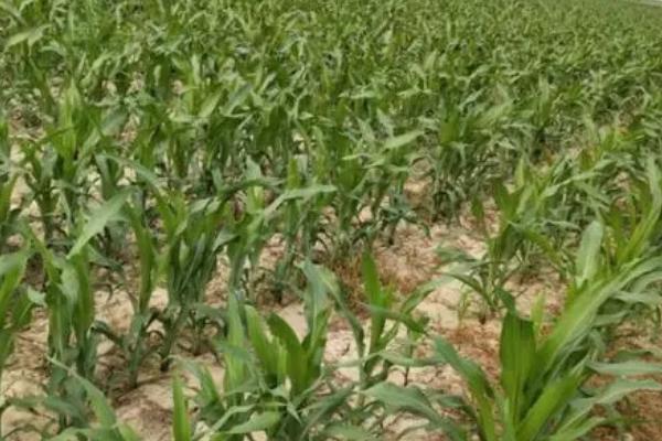 玉米缺苗断垄的原因,种子质量差容易出现缺苗断垄及大小苗情况