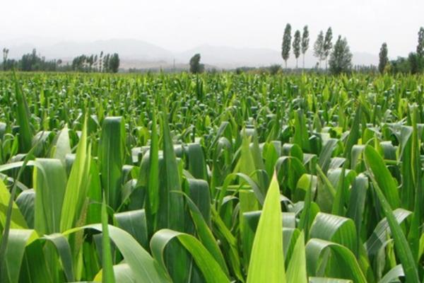 玉米缺苗断垄的原因,种子质量差容易出现缺苗断垄及大小苗情况