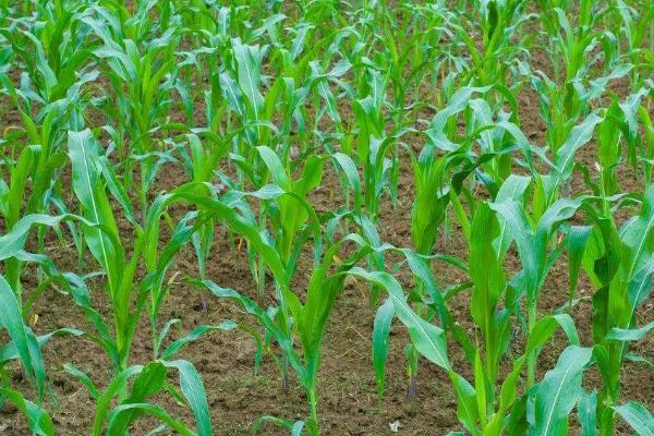 玉米缺苗断垄的原因,种子质量差容易出现缺苗断垄及大小苗情况