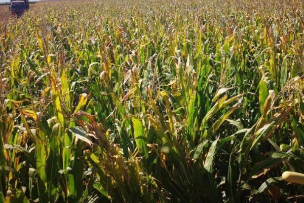 玉米缺苗断垄的原因,种子质量差容易出现缺苗断垄及大小苗情况
