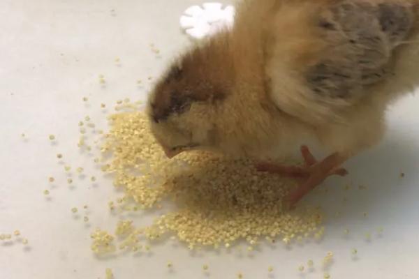 小鸡能不能吃小米,需要经过浸泡才能饲喂