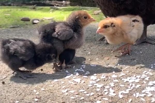 小鸡能不能吃小米,需要经过浸泡才能饲喂