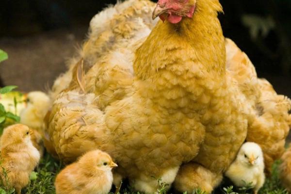 小鸡能不能吃小米,需要经过浸泡才能饲喂