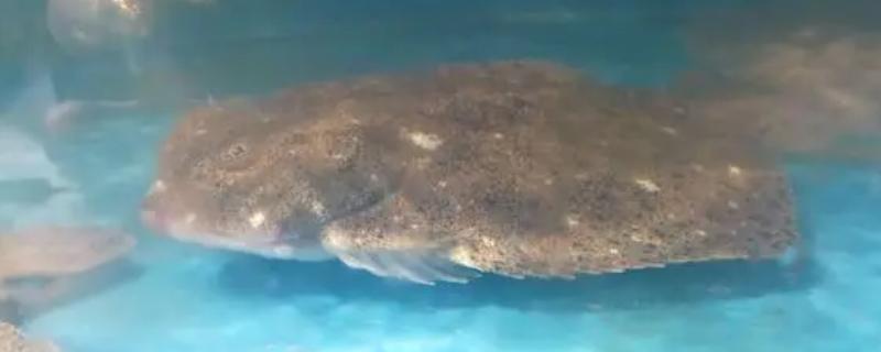 多宝鱼和比目鱼有什么区别