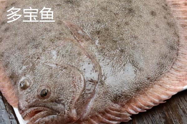 多宝鱼和比目鱼有什么区别,多宝鱼俗称欧洲比目鱼、比目鱼俗称鲽鱼