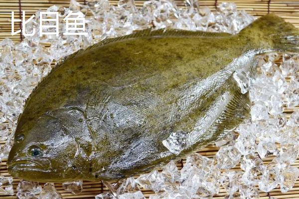 多宝鱼和比目鱼有什么区别,多宝鱼俗称欧洲比目鱼、比目鱼俗称鲽鱼