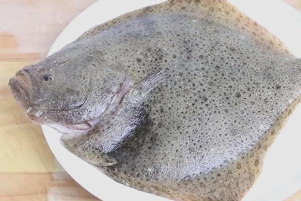 多宝鱼和比目鱼有什么区别,多宝鱼俗称欧洲比目鱼、比目鱼俗称鲽鱼
