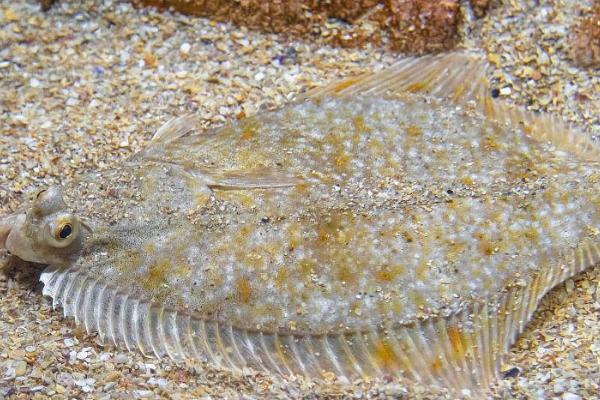 多宝鱼和比目鱼有什么区别,多宝鱼俗称欧洲比目鱼、比目鱼俗称鲽鱼