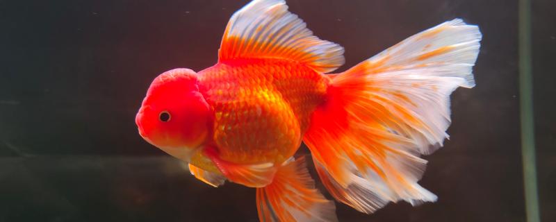 泰狮金鱼的适宜水温