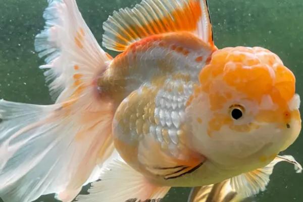 泰狮金鱼的适宜水温,通常为20-28℃