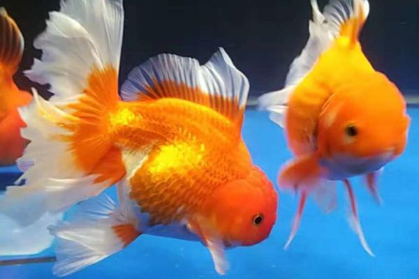 泰狮金鱼的适宜水温,通常为20-28℃