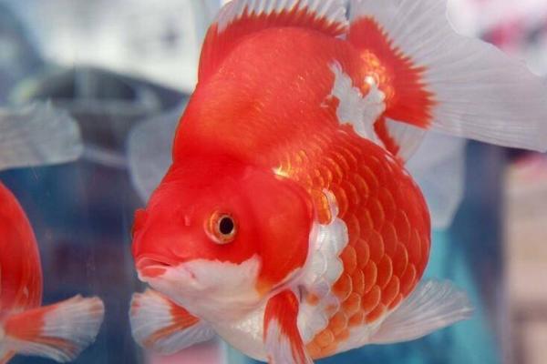 泰狮金鱼的适宜水温,通常为20-28℃