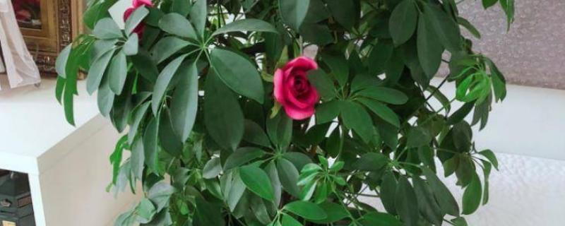 七叶莲的开花时间