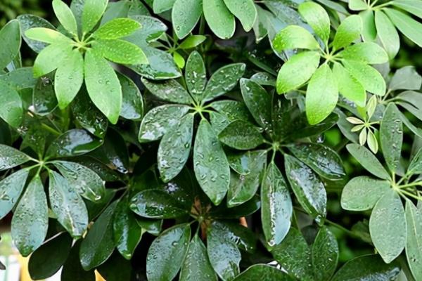 七叶莲的开花时间,通常为7-10月份