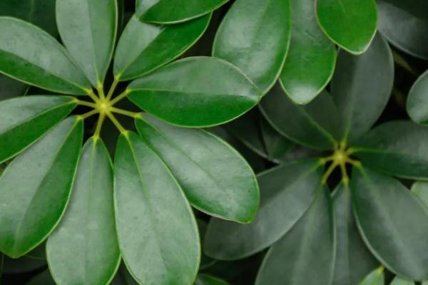 七叶莲的开花时间,通常为7-10月份