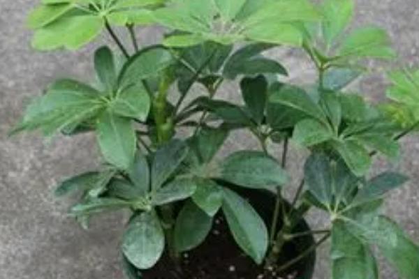 七叶莲的开花时间,通常为7-10月份