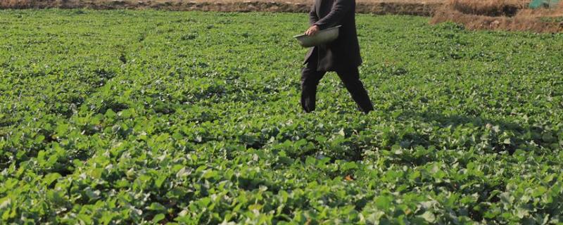 油菜的需肥特点