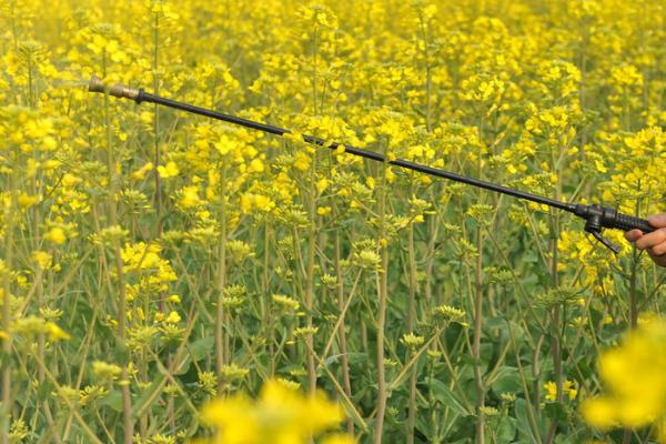 油菜的需肥特点,对氮磷钾肥料的需求特点为氮>钾>磷