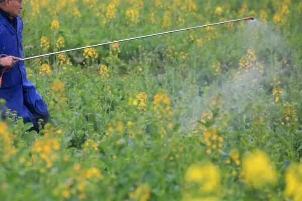 油菜的需肥特点,对氮磷钾肥料的需求特点为氮>钾>磷