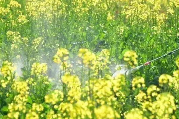 油菜的需肥特点,对氮磷钾肥料的需求特点为氮>钾>磷