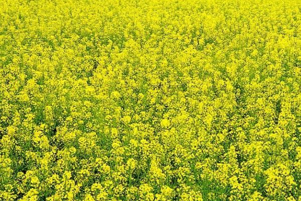 油菜的需肥特点,对氮磷钾肥料的需求特点为氮>钾>磷