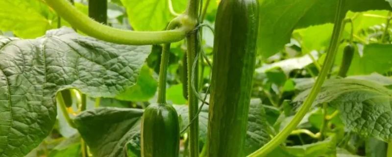 荷兰型12号水果黄瓜的特征