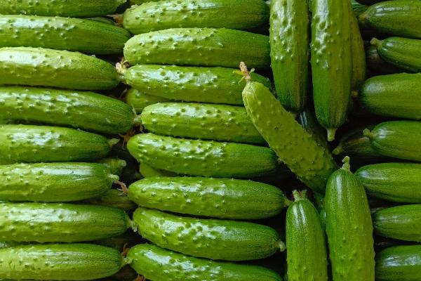 荷兰型12号水果黄瓜的特征,瓜条呈圆柱形、颜色浅绿、具有较强抗病能力