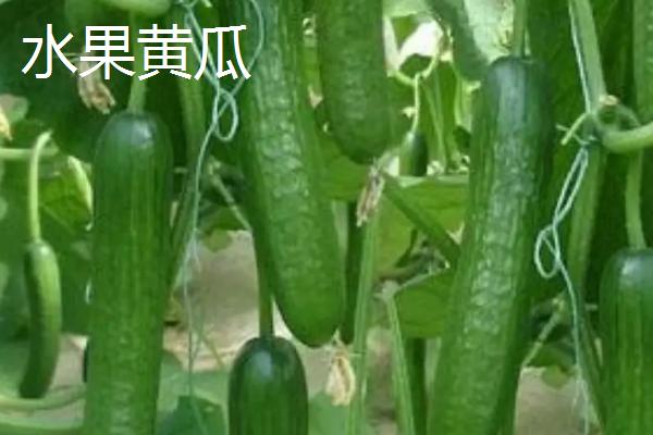 荷兰型12号水果黄瓜的特征,瓜条呈圆柱形、颜色浅绿、具有较强抗病能力