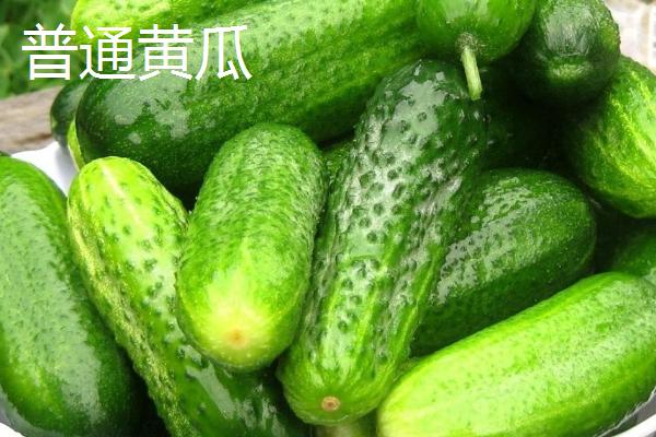 荷兰型12号水果黄瓜的特征,瓜条呈圆柱形、颜色浅绿、具有较强抗病能力