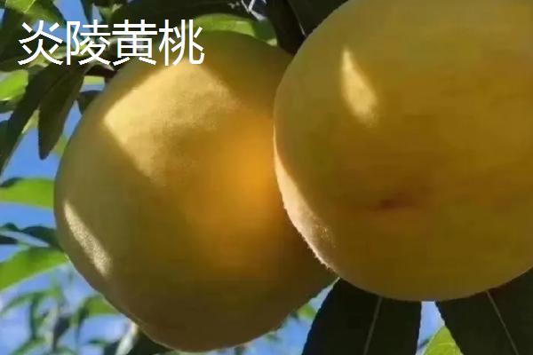 桃子怎么贮藏,可放在低温或密闭环境中保存