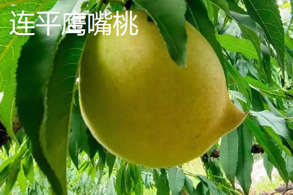 桃子怎么贮藏,可放在低温或密闭环境中保存