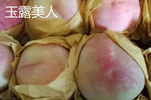 桃子怎么贮藏,可放在低温或密闭环境中保存