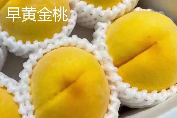 桃子怎么贮藏,可放在低温或密闭环境中保存