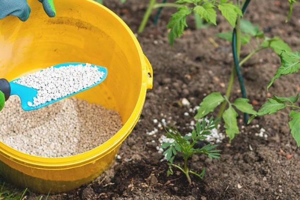 铁肥怎么使用,可集中施于树冠下