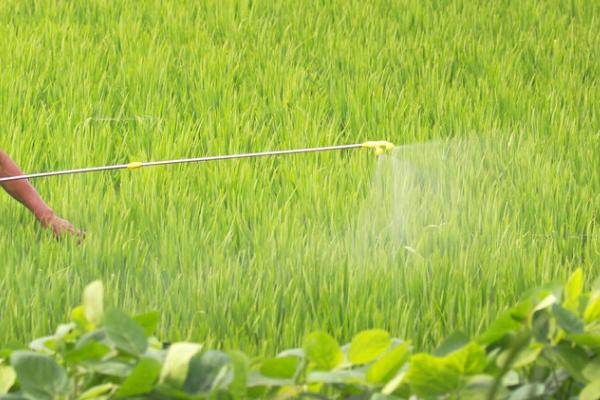 铁肥怎么使用,可集中施于树冠下