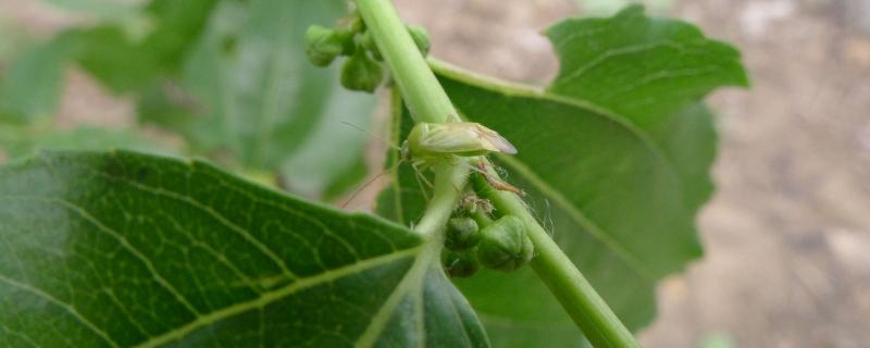 葡萄绿盲蝽蟓的危害特点