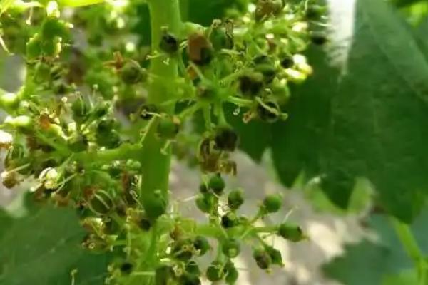 葡萄绿盲蝽蟓的危害特点,个体小且代数多、白天隐藏晚上为害