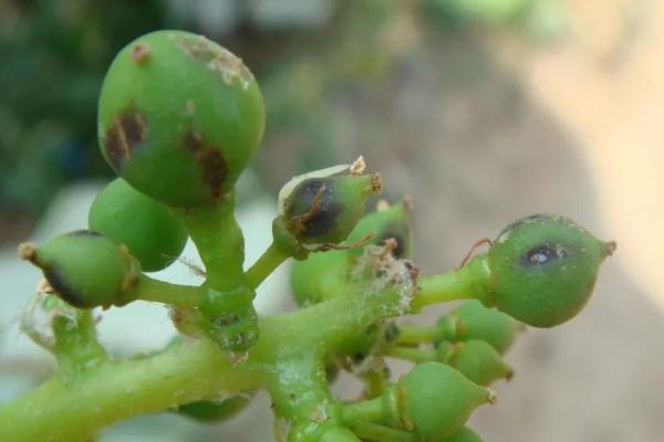 葡萄绿盲蝽蟓的危害特点,个体小且代数多、白天隐藏晚上为害