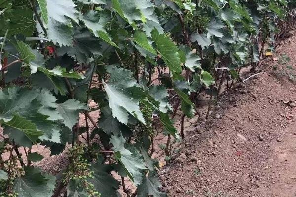 葡萄绿盲蝽蟓的危害特点,个体小且代数多、白天隐藏晚上为害