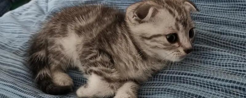 猫耳朵为什么发烫