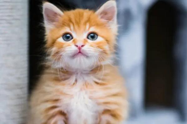 猫耳朵为什么发烫,可能是出现发烧情况