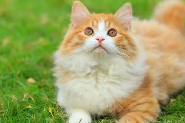 猫耳朵为什么发烫,可能是出现发烧情况