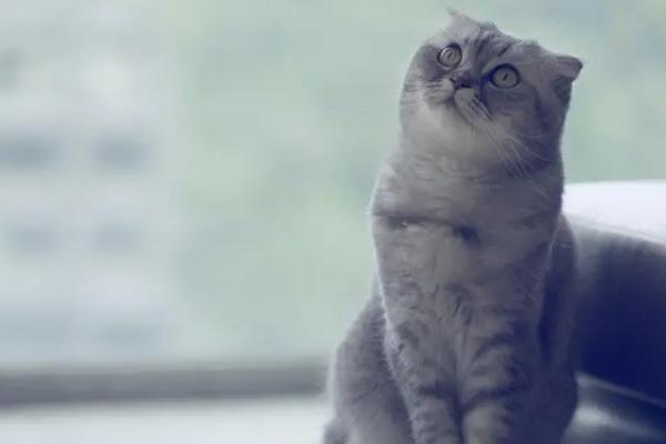 猫耳朵为什么发烫,可能是出现发烧情况